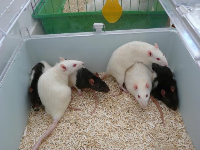 6 rates de laboratoire (3 albinos 3 hooded noir) - RP et + 036-28cd03f