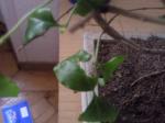 problèmes ou non? avec mon Ligustrum Feuilles-mang-es-30d25e7