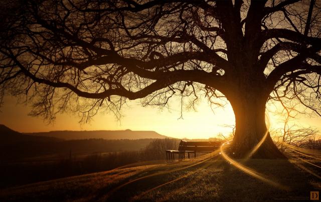 http://img66.xooimage.com/files/b/0/a/viel-arbre-309480d.jpg