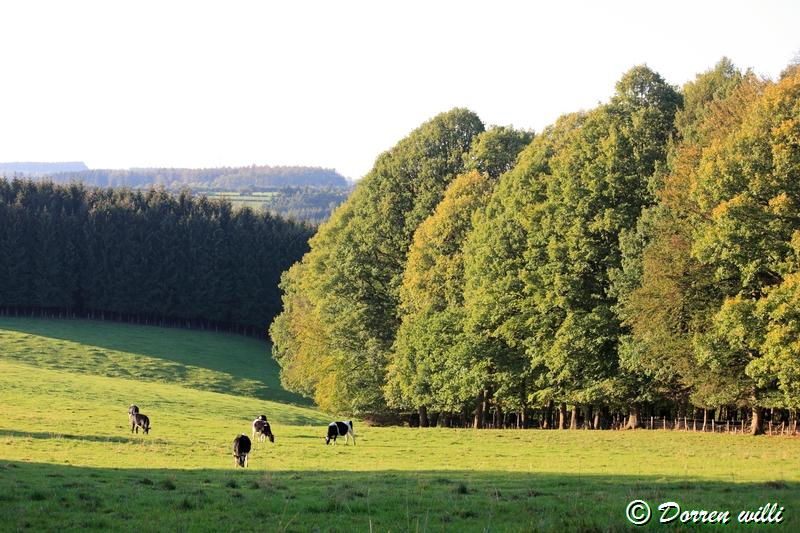 promenade sur les fagnes et alentours ( jalhay ) le 16-oct-2011 Dpp_jalhay---16-o...1---0039-2dd7146